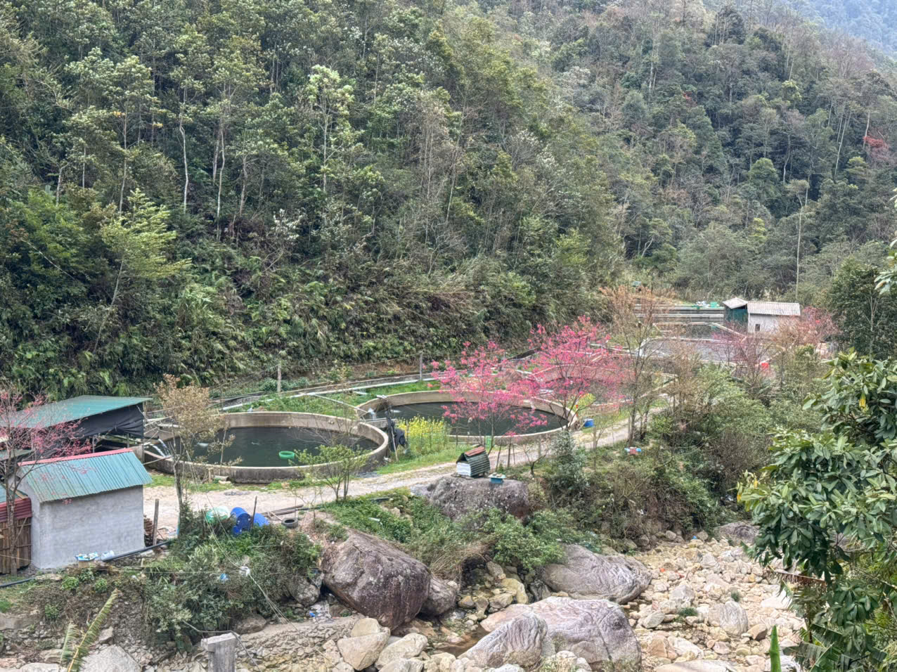Trang trại nuôi cá tầm ở Sapa